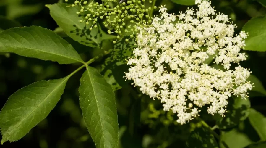 Loțiune tonică din flori de soc – rețetă naturală pentru un ten proaspăt și revitalizat