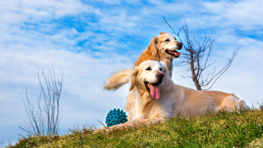 Tot ce trebuie să știi despre antiparazitarele pentru animalele de companie