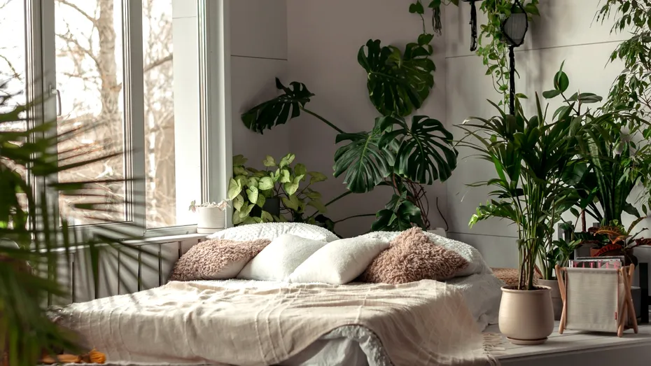 Plantele care țin casa mereu parfumată. Alternative naturale la odorizantele chimice